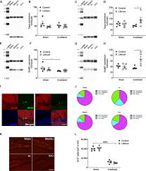Lithium Treatment Reverses Irradiation Induced Changes In Rodent Neural Progenitors And Rescues Cognition Molecular Psychiatry