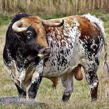 Bull For Cubism Drawing Nguni Cattle Bull Cow Animals Beautiful