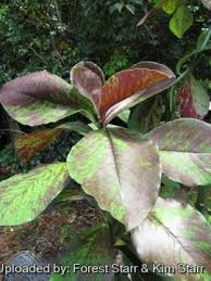 Image result for Synadenium kirkii