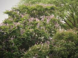 Image result for Millettia grandis