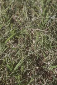 Image result for Digitaria ternata