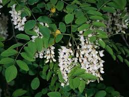 Image result for Robinia