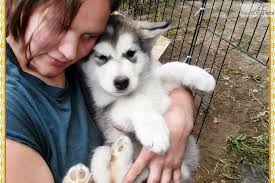 Giant alaskan malamute puppies for sale in bc. Giant Alaskan Malamute Puppies For Sale In Bc Bmo Show