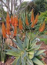 Image result for Aloe greatheadii