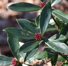 Reaching around 1m in height, the flowers. Daphne Odora Fragrant Daphne Winter Daphne North Carolina Extension Gardener Plant Toolbox