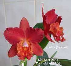 Cattlianthe Mini Doris