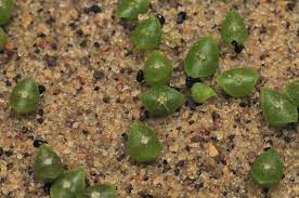 Ademas puedes si quieres tener la satisfacción de sembrar tu propio cactus o una suculenta desde que son una semilla y veros germinar correctamente debes aplicar estos. Cuando Sembrar Cactus Jardineria On