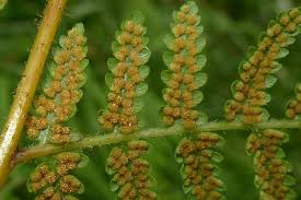 Image result for Annickia ambigua