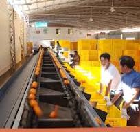 Good Price Automatic Commercial Lemon Grading Sorting Machine Auto  Industrial Lemons Weight Grader S