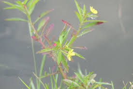 Image result for Ludwigia leptocarpa