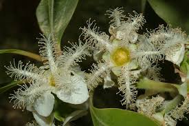 Image result for Lophostemon confertus