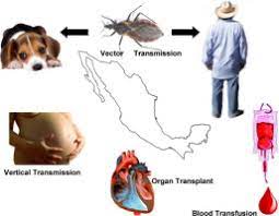 Chagas Disease American Trypanosomiasis In Mexico An Update Sciencedirect