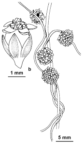 Image result for Cuscuta planiflora