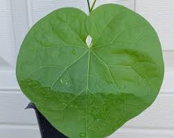 Image result for Tinospora tenera