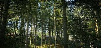 Situated in the beautiful longleat estate, longleat forest is a perfect escape for nature lovers. Longleat Forest Breaks Wiltshire Holidays Center Parcs