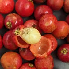 Image result for Garcinia volkensii