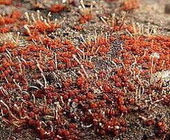 Image result for Cremaspora