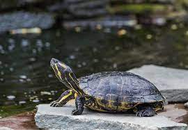 Maybe you would like to learn more about one of these? Placing Turtles In Your Backyard Pond Fitz S Fish Ponds