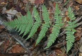 Image result for Dryopteris pentheri