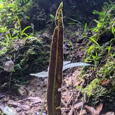 Image result for Elaphoglossum acrostichoides