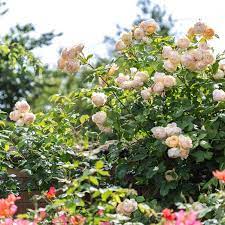 It can also be trained as a climber. Wollerton Old Hall Climbing Rose David Austin Roses Climbing Roses David Austin