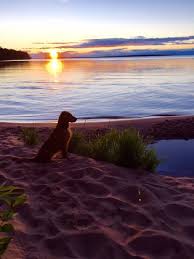 SureFire Golden Retrievers