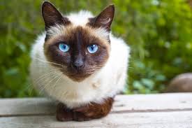 Find a veterinarian by city. The Cat Hospital Of Maine