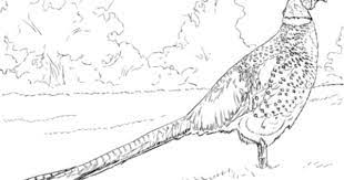 mongolian ringneck male pheasan coloring page bird pages tree animal coloriage d&#x00027;un kangourou et joey