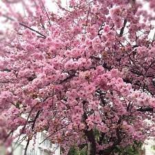 Few trees are as drought tolerant and disease resistant as crape myrtles. Cherry Blossoms Blooming In February Makes Me Happy Febphotoaday Cherry Blossom Flowering Trees Cherry Blossom Tree