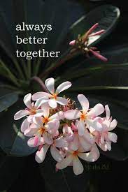 Champa Flowers Inspirational Quotes For 2018 Beautiful Flowers Beautiful Flowers With Quotes Flower Ph Inspirational Quotes Flowers Photography Inspiration
