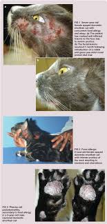 Food Allergy In The Cat A Diagnosis By Elimination Semantic Scholar