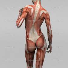 We did not find results for: Muscles Musculos Body Cuerpo Anatomia Anatomy Reference Referencias Woman Mujer Human Muscle Anatomy Human Anatomy Human Anatomy Art