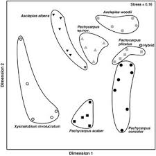 Image result for Pachycarpus concolor