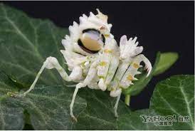 Pin On Sacred Nature Animals And The Natural World