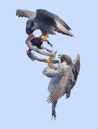 A Pair Of Peregrine Falcons Either Fighting Over Or Sharing A Meal In Midair Birds Of Prey Nature Birds Beautiful Birds
