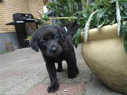 Wäre die formel 1 ein western, würde der wind gerade um die häuser der menschenleeren stadt pfeifen und ein trockenes knäuel steppenroller durch den staub treiben. Labrador Retriever Formel 1 Berta 2010