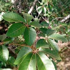 Image result for Schinziophyton