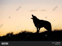 A coyote howling at the moon. Silhouette Coyote Image Photo Free Trial Bigstock