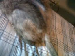 So if you notice your cat losing hair at base of tail then you should definitely consider going over the region for signs of injuries. Cat Losing Hair On Tail And Bottom Off 67 Www Usushimd Com