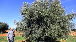 Oliviers Arraches Interdiction D Exporter Manque De Moyens L Oleiculture Menacee En Libye L Express L Expansion