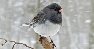 Small Brown Bird With No Tail Feathers Dark Eyed Junco Backyard Birds Winter Bird Birds