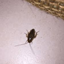 Sie fragen sich ob auch gefahr für im haus verbautes holz besteht? Hilfe Plotzlich Diese Kafer Im Haus Sind Das Schaben Tiere Insekten Plage