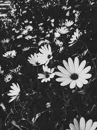 There are a number of b&w photography examples which can be explored in magazines black and white lily with waterdroplets. Field Of Small Flowers In Black And White By Paff Flower Spring