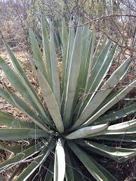 Image result for Asparagaceae