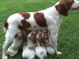 Find brittany spaniel dogs and puppies from oregon breeders. Pin On Things That Make Me Smile Dogs