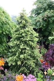 Picea Abies Aurea Magnifica Magnificent Golden Norway Spruce In Late Spring After Rain Conifers Garden Front Yard Landscaping Evergreen Garden