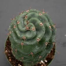 Image result for Grewia forbesii