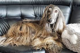 Our goal is to ensure that veterinary care, including spaying and neutering, temperament evaluations, foster placements, and loving, permanent homes are provided to homeless afghan hounds. 23 Afghan Hounds That Are More Glam Than You