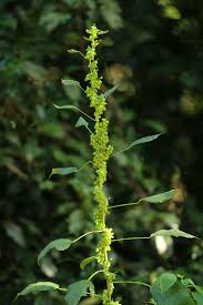 Image result for Acalypha fimbriata