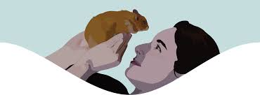 Teddy bear hamsters are part of the syrian breed of hamsters. Ginger S Guide How To Care For Syrian Hamsters